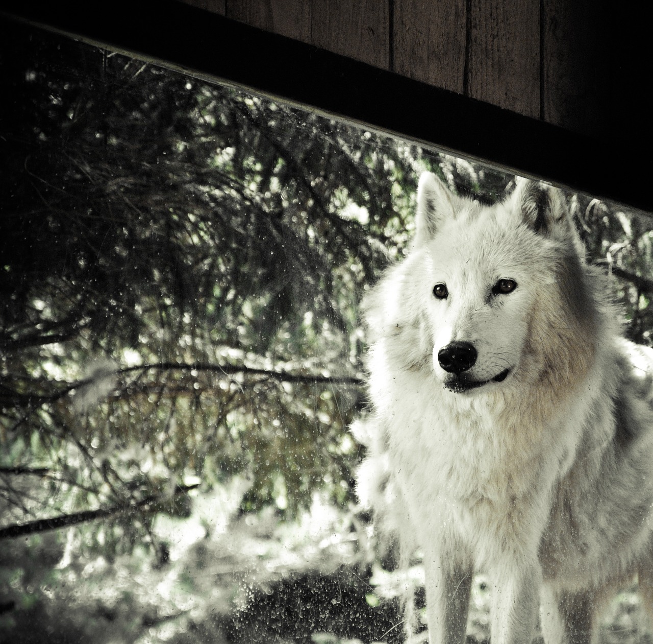 wolf polar white free photo