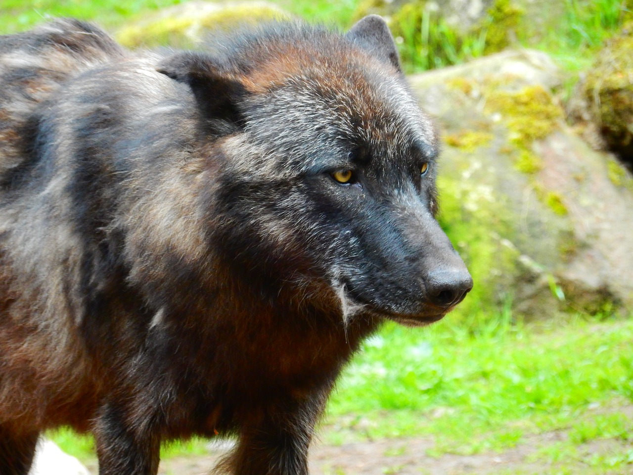 wolf black wildlife park free photo