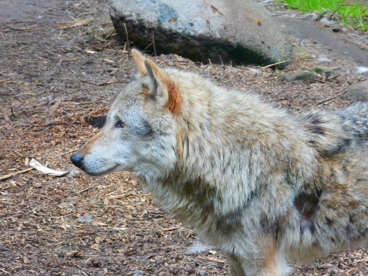 wolf animal canis lupus free photo