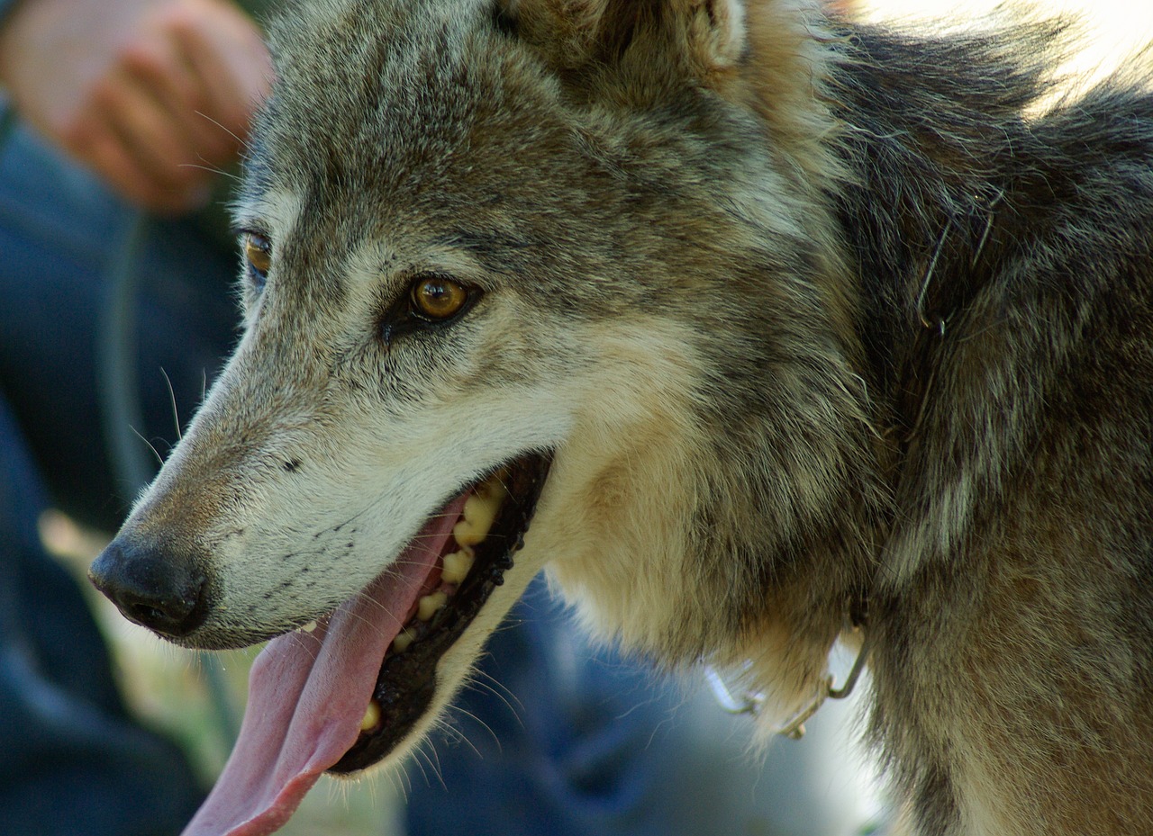 wolf tamed pack free photo