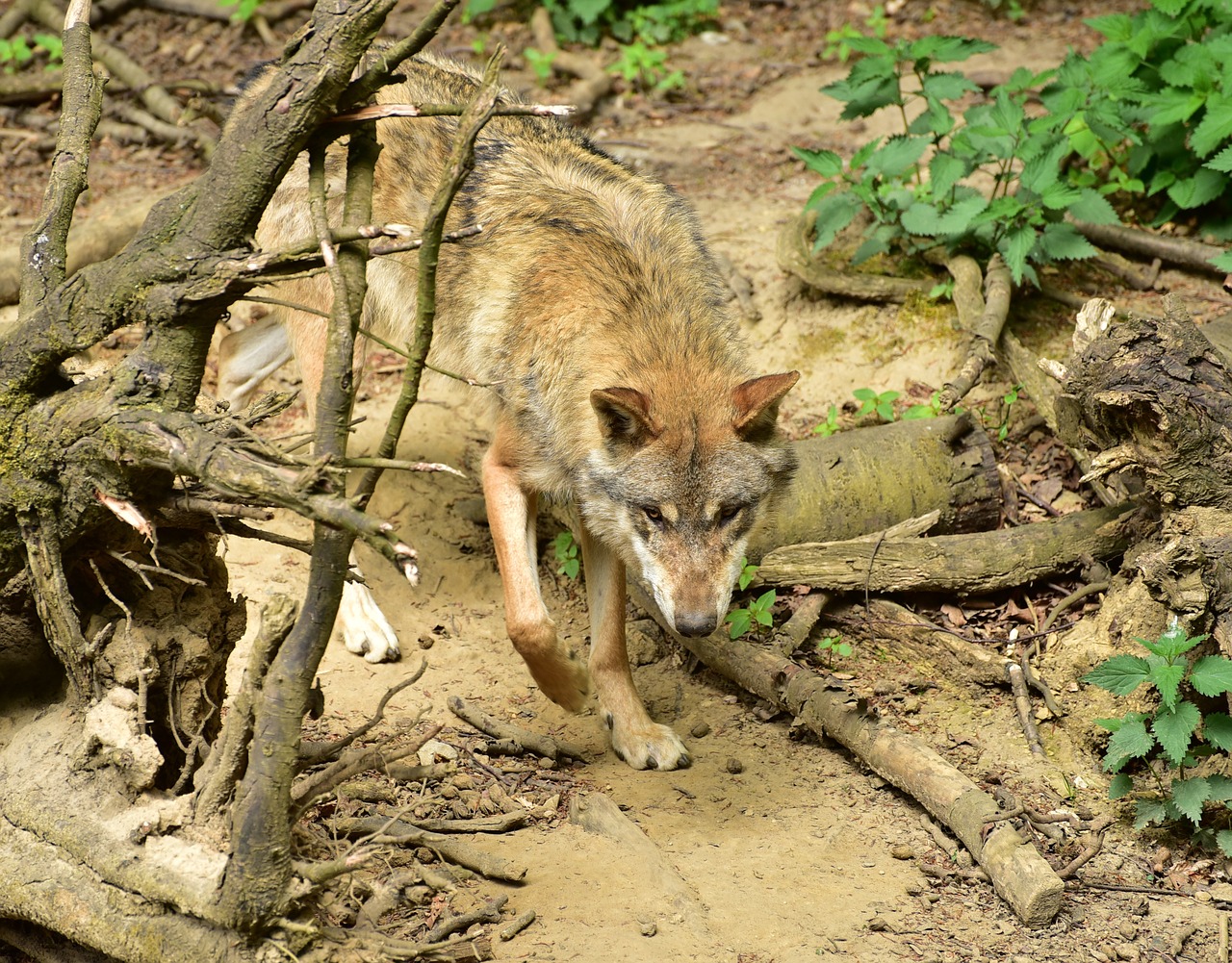 wolf animal canis lupus free photo