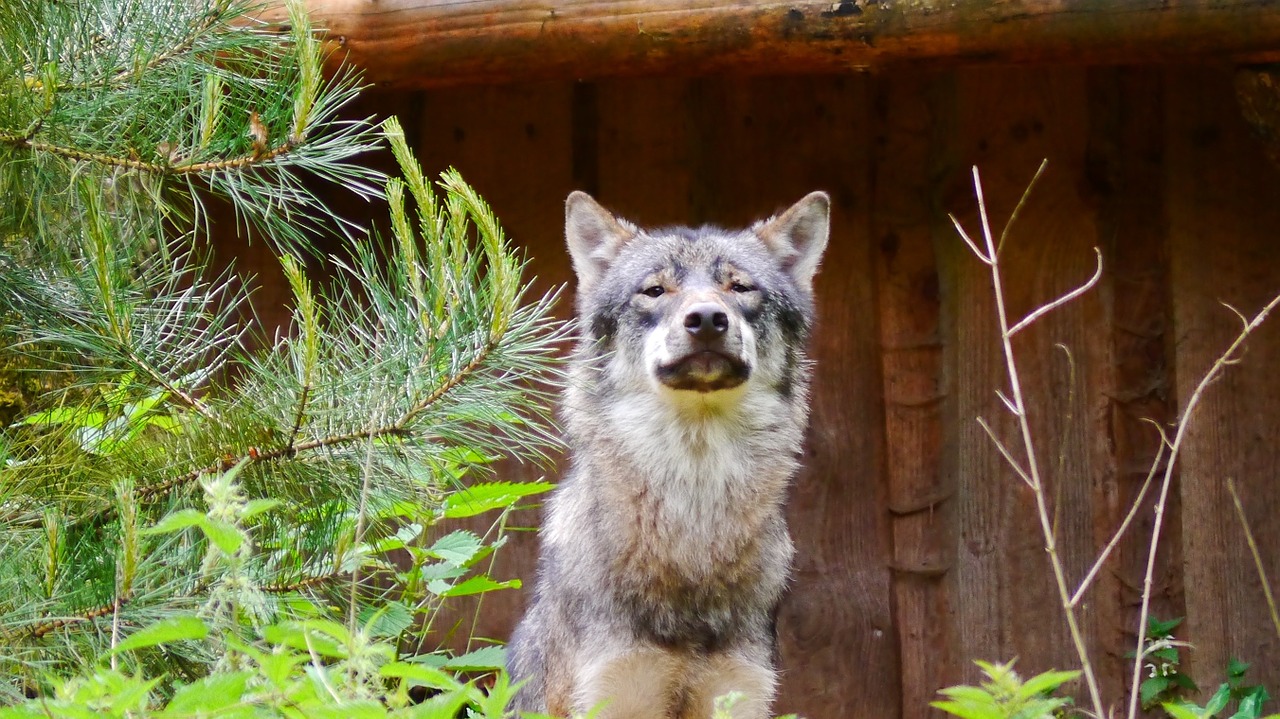 wolf predator canis lupus free photo