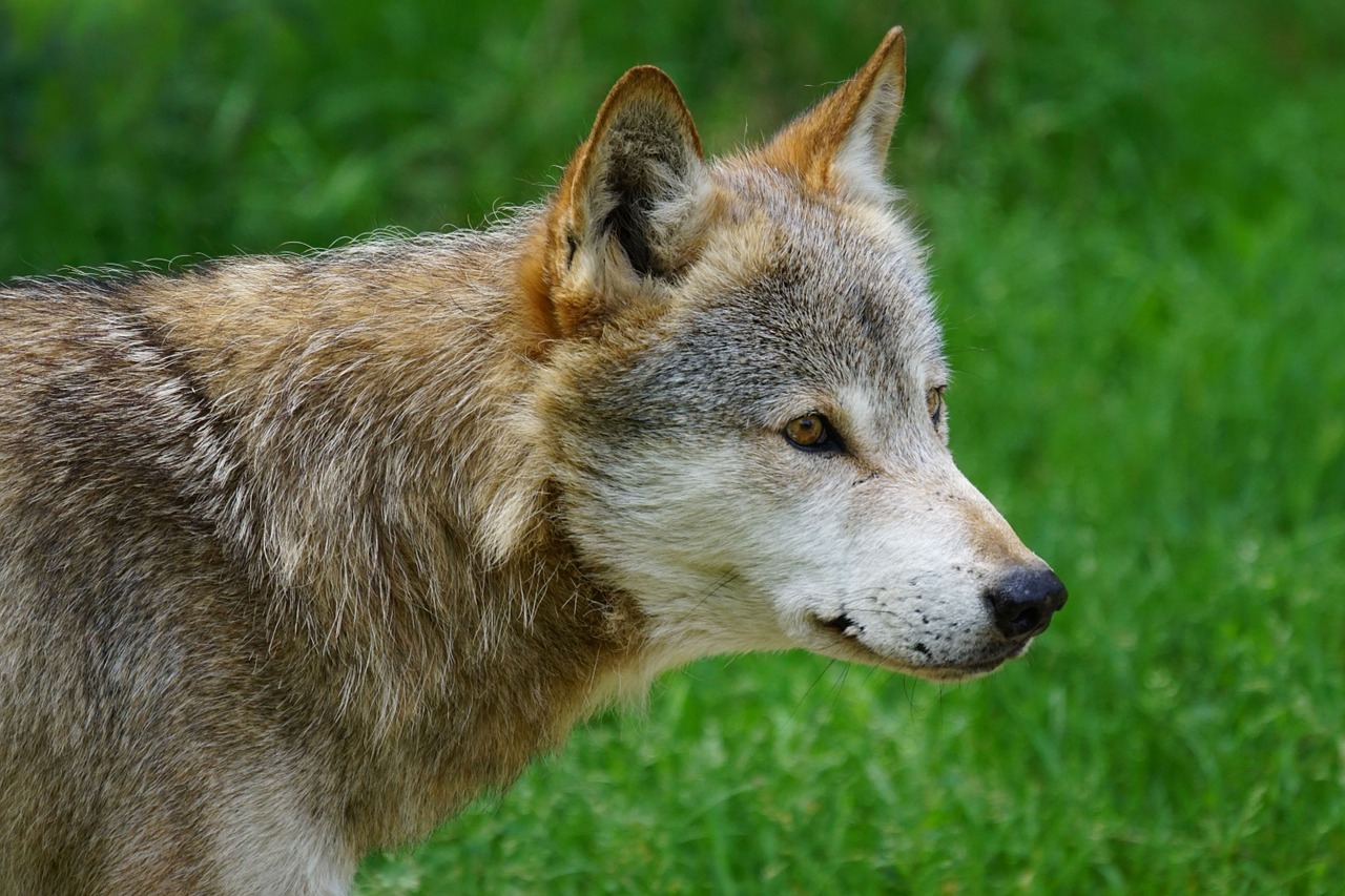 wolf canis lupus deer park free photo