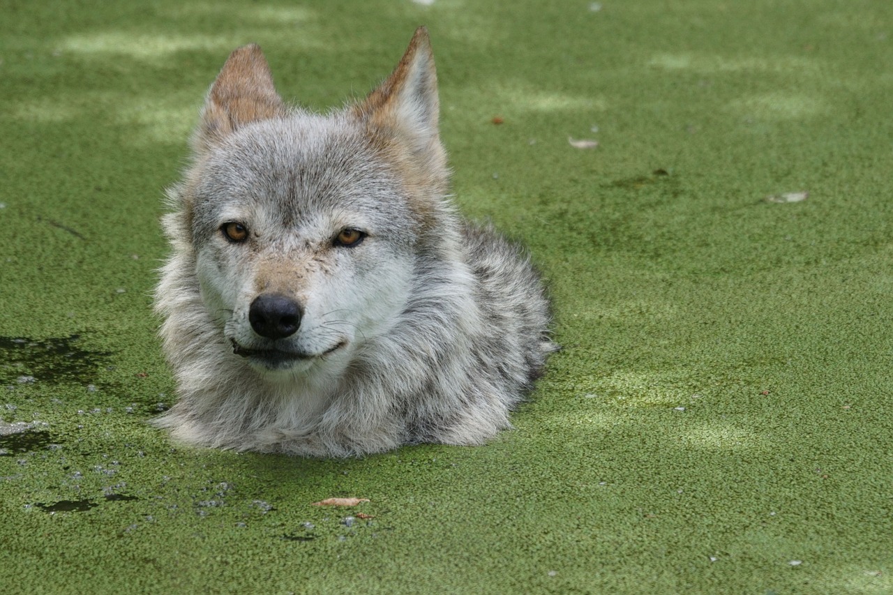 wolf pond zoo free photo