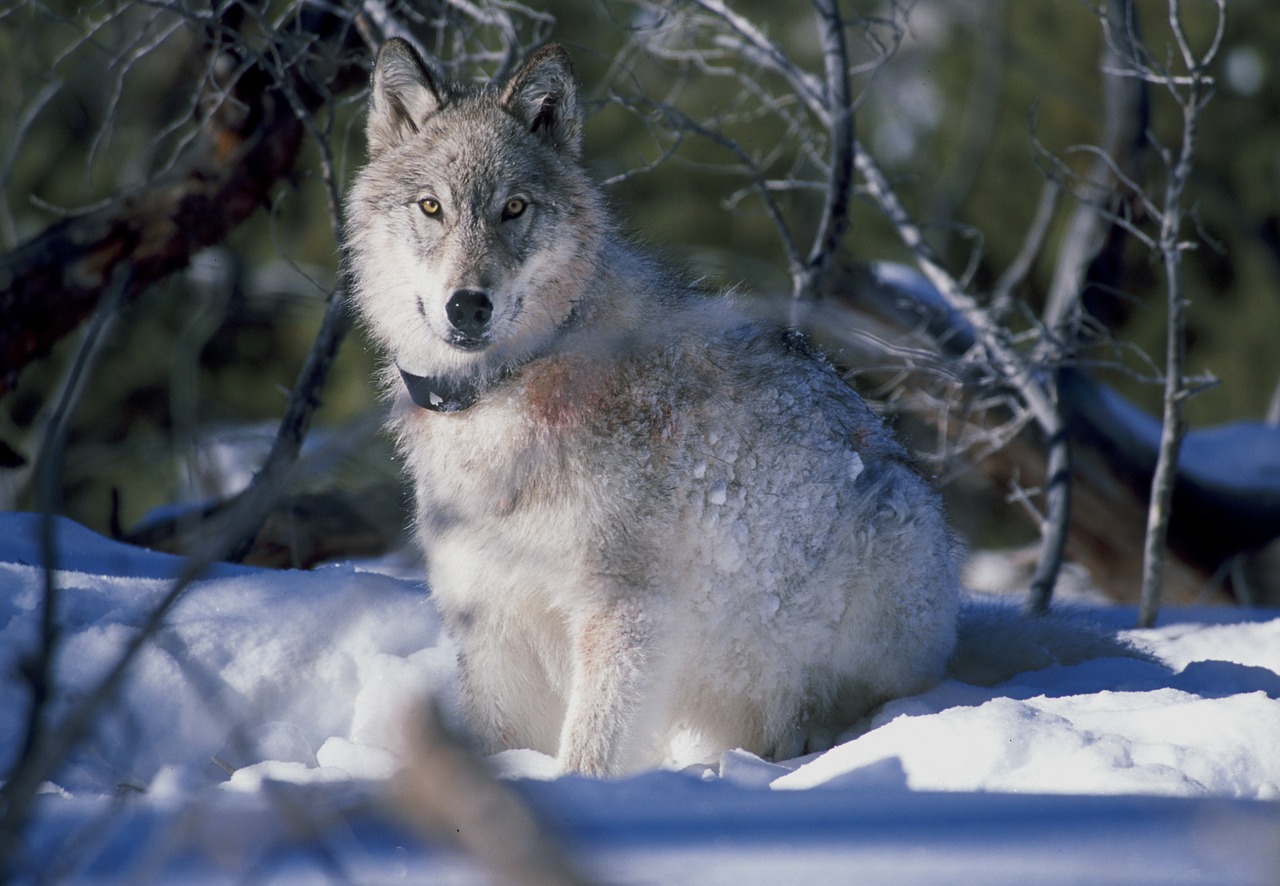 wolf canis lupus yellowstone national park free photo