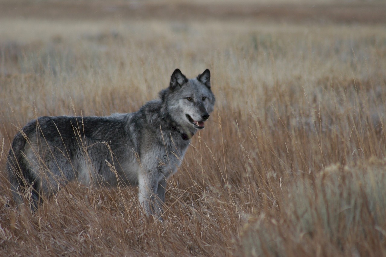 wolf wild looking free photo