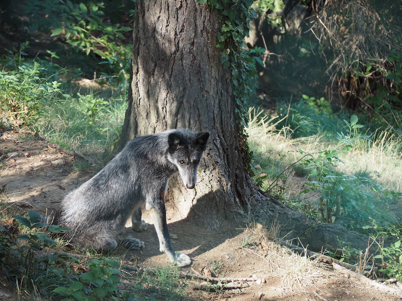 wolf zoo timberwolf free photo
