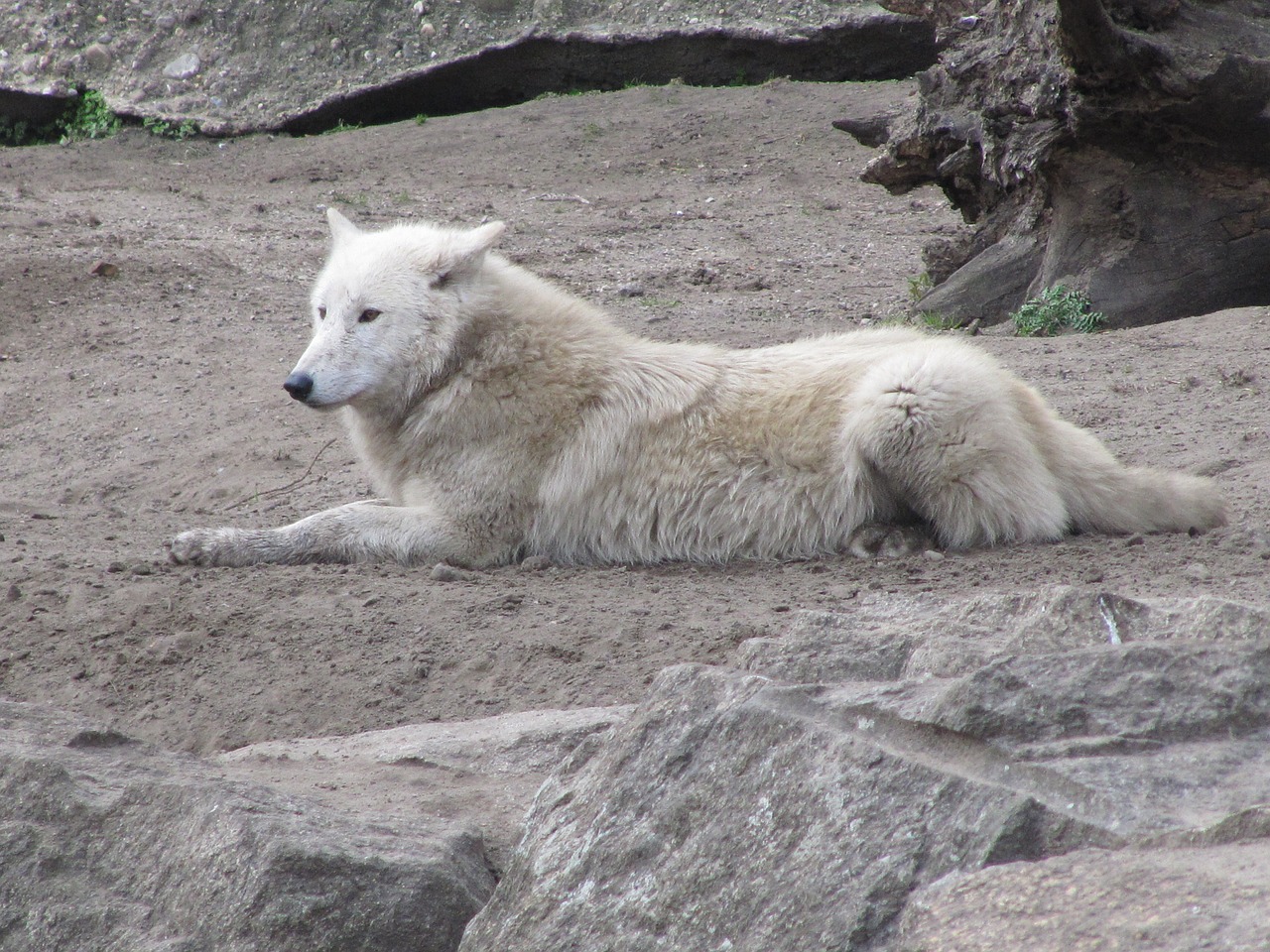 wolf white predator free photo