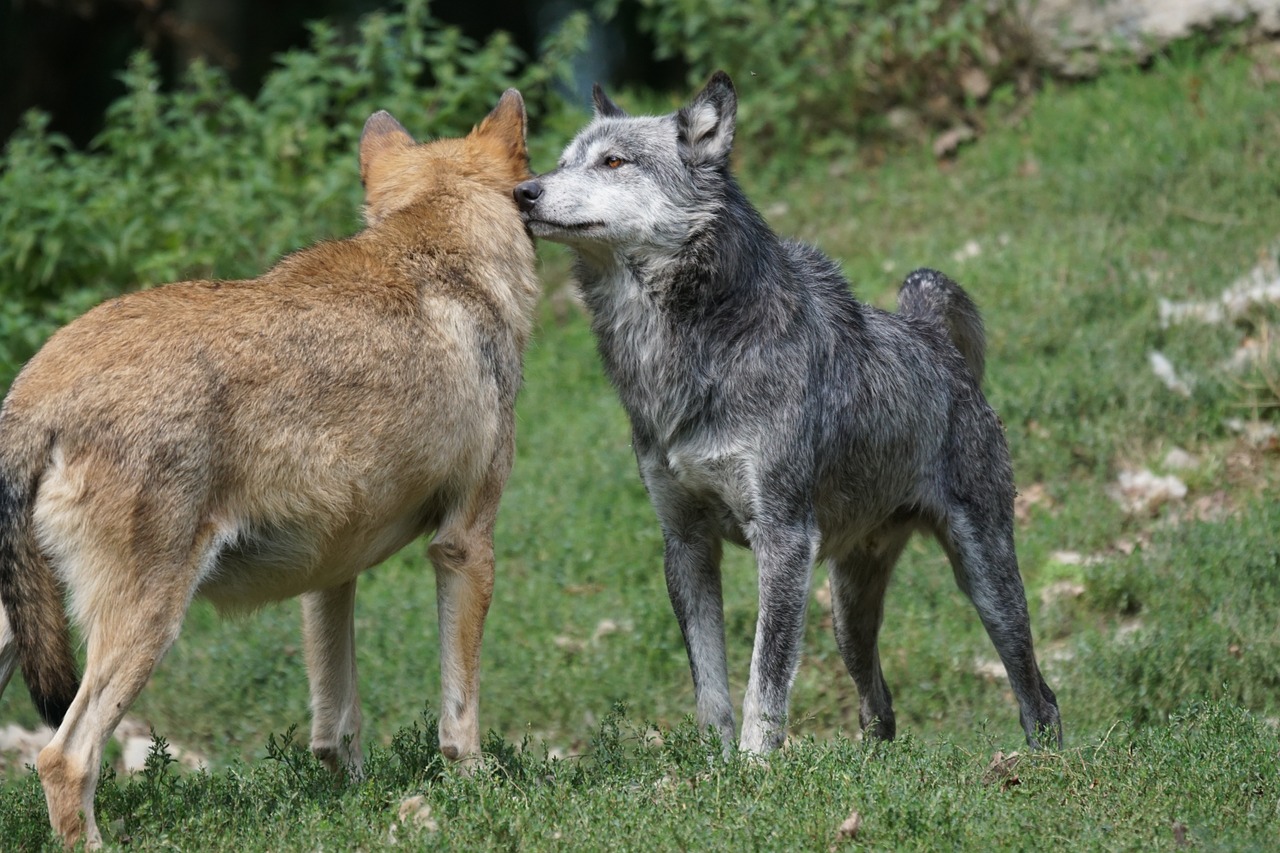 wolf tense order of precedence free photo