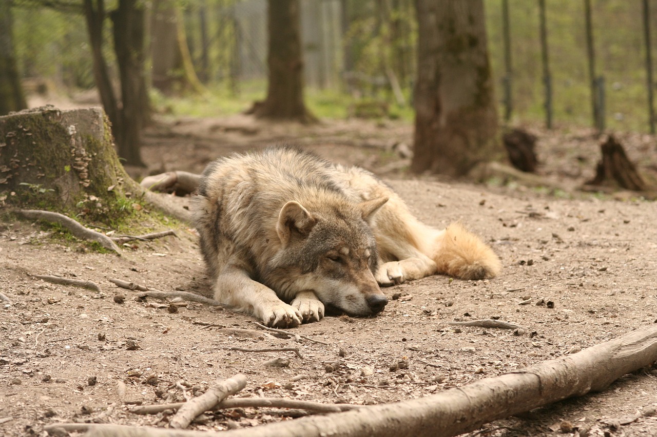 wolf canis lupus enclosure free photo