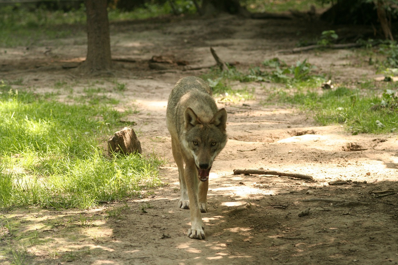 wolf canis lupus enclosure free photo