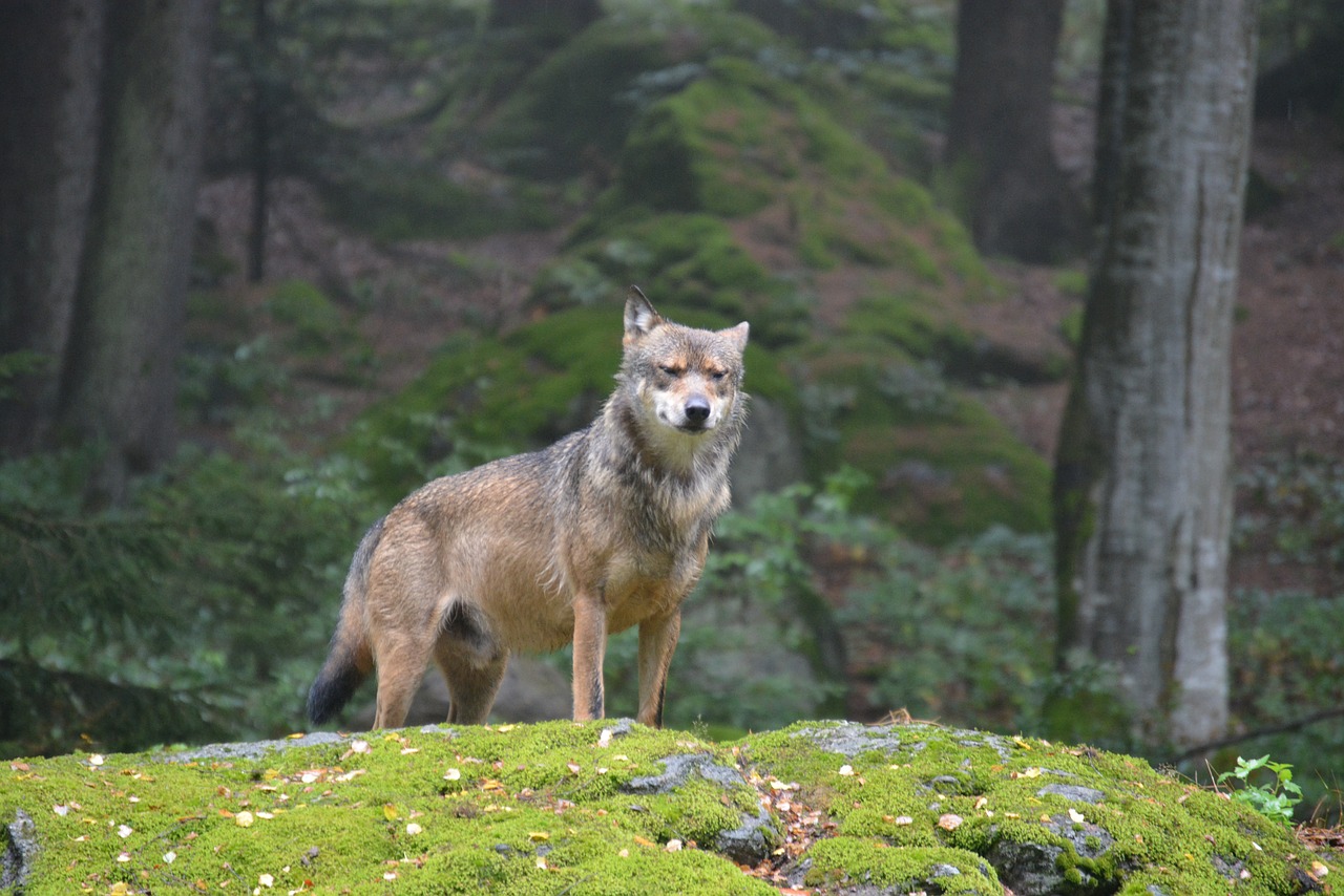 wolf bavarian national park alpha dog free photo