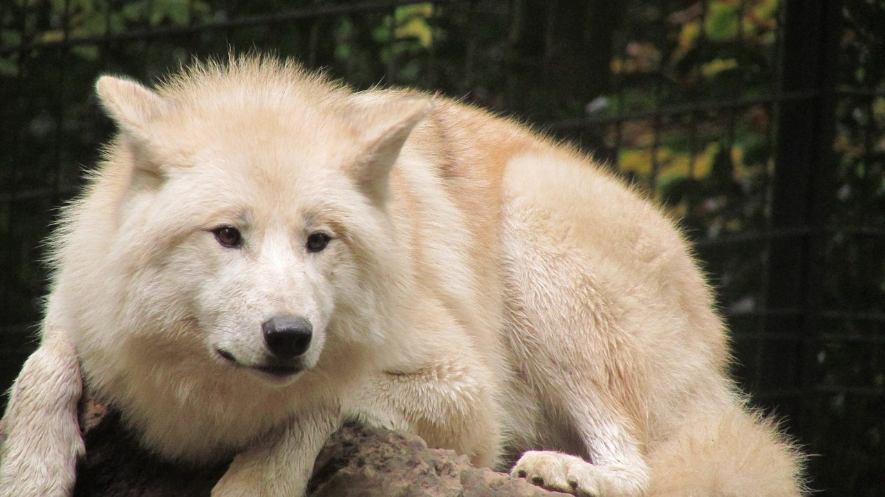 wolf wuppertaler zoo free photo