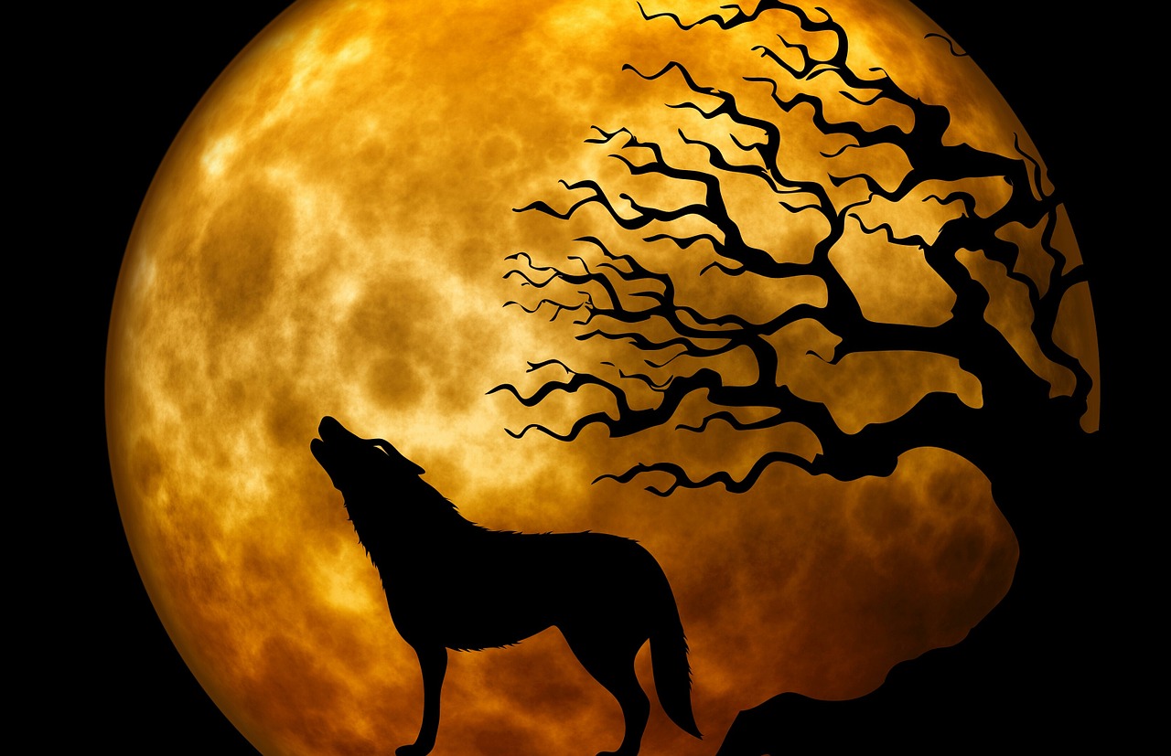 wolf howl moon free photo