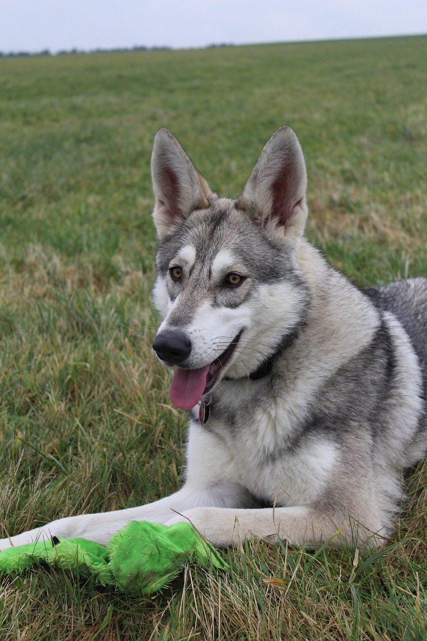 wolf dog dog close free photo