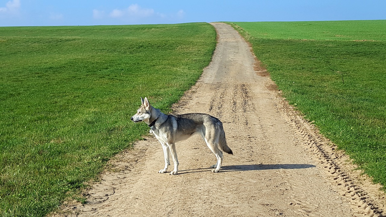 wolf dog  summer walk  landscape free photo