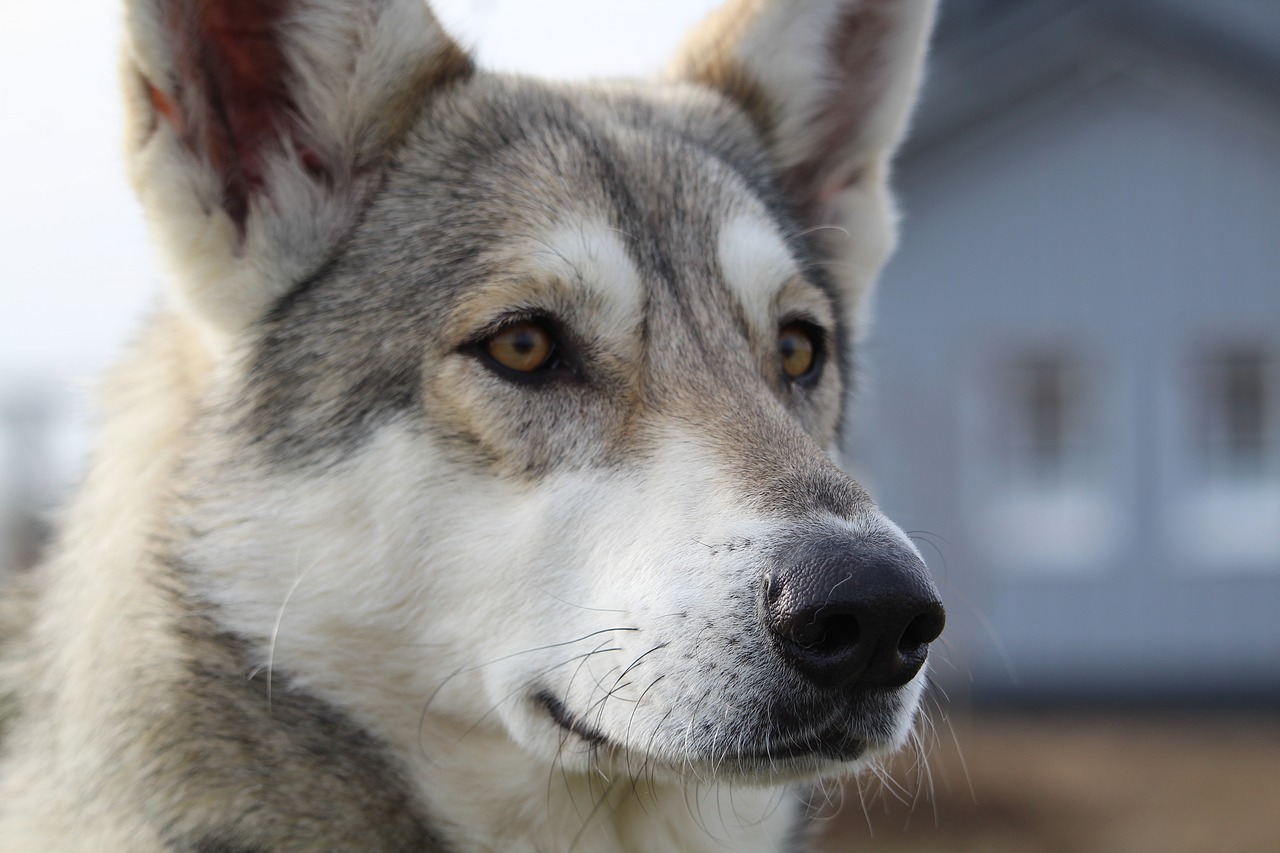 wolf dog  pet  dog free photo