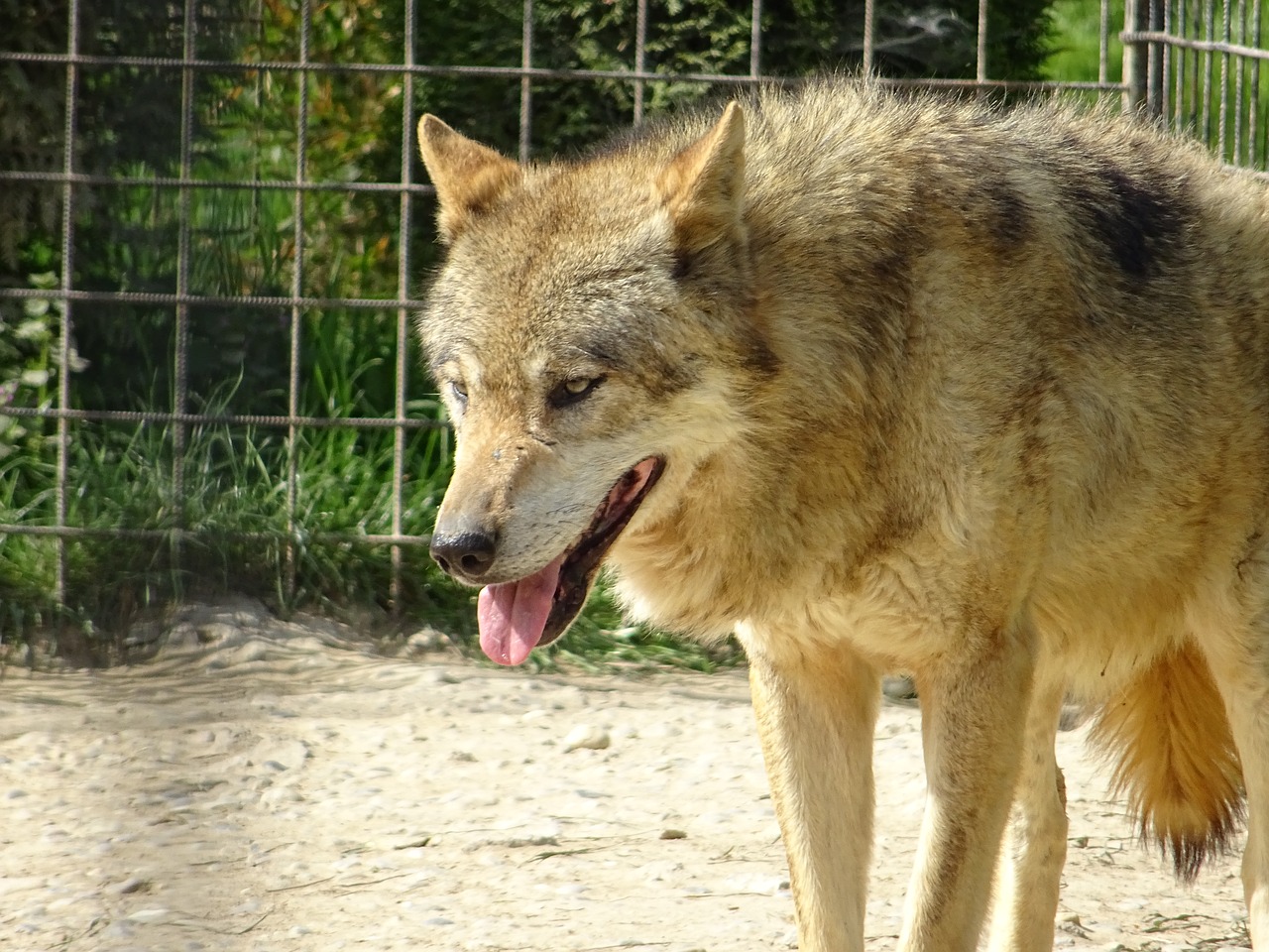 wolf eurasian  animal free pictures free photo