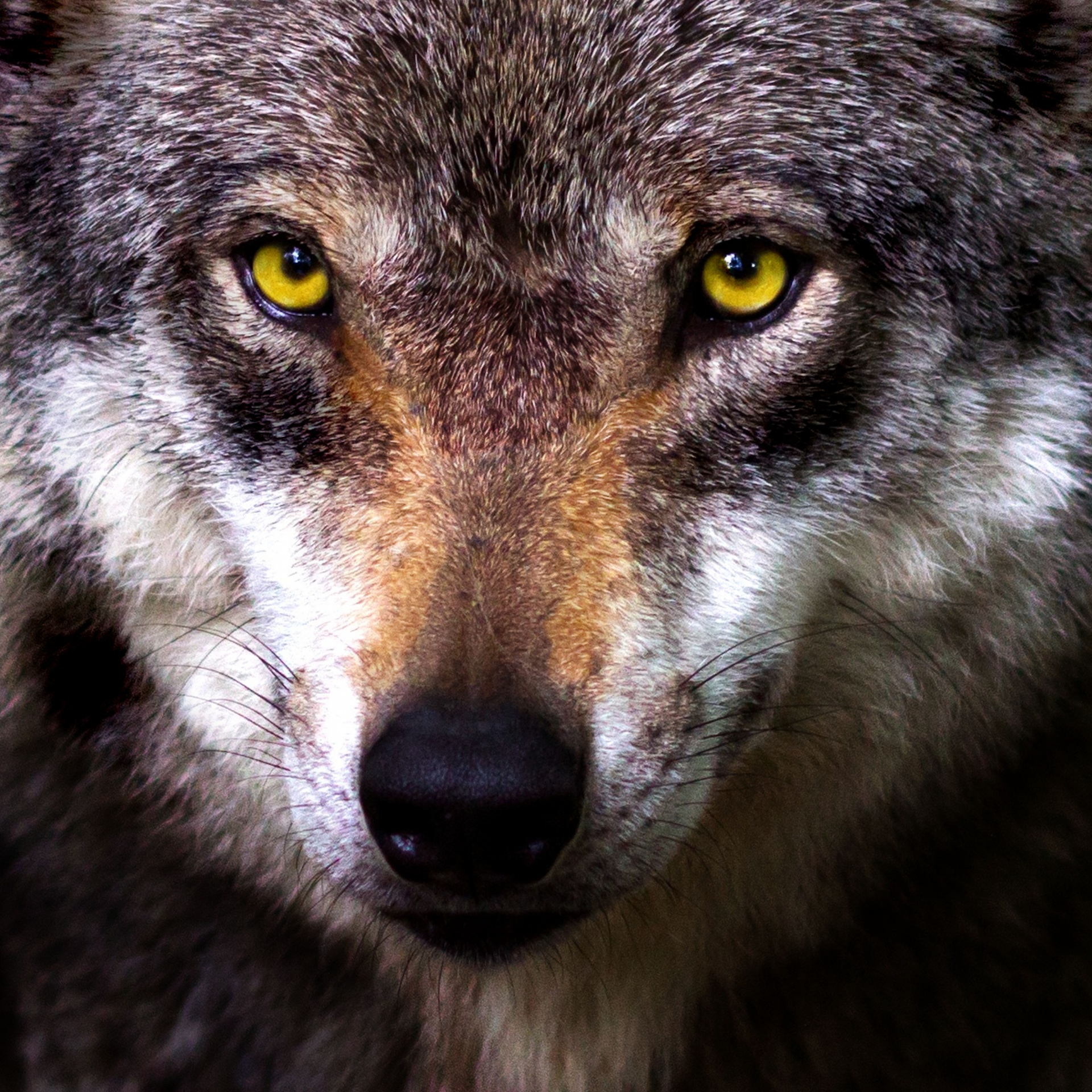 wolf predator hunter free photo