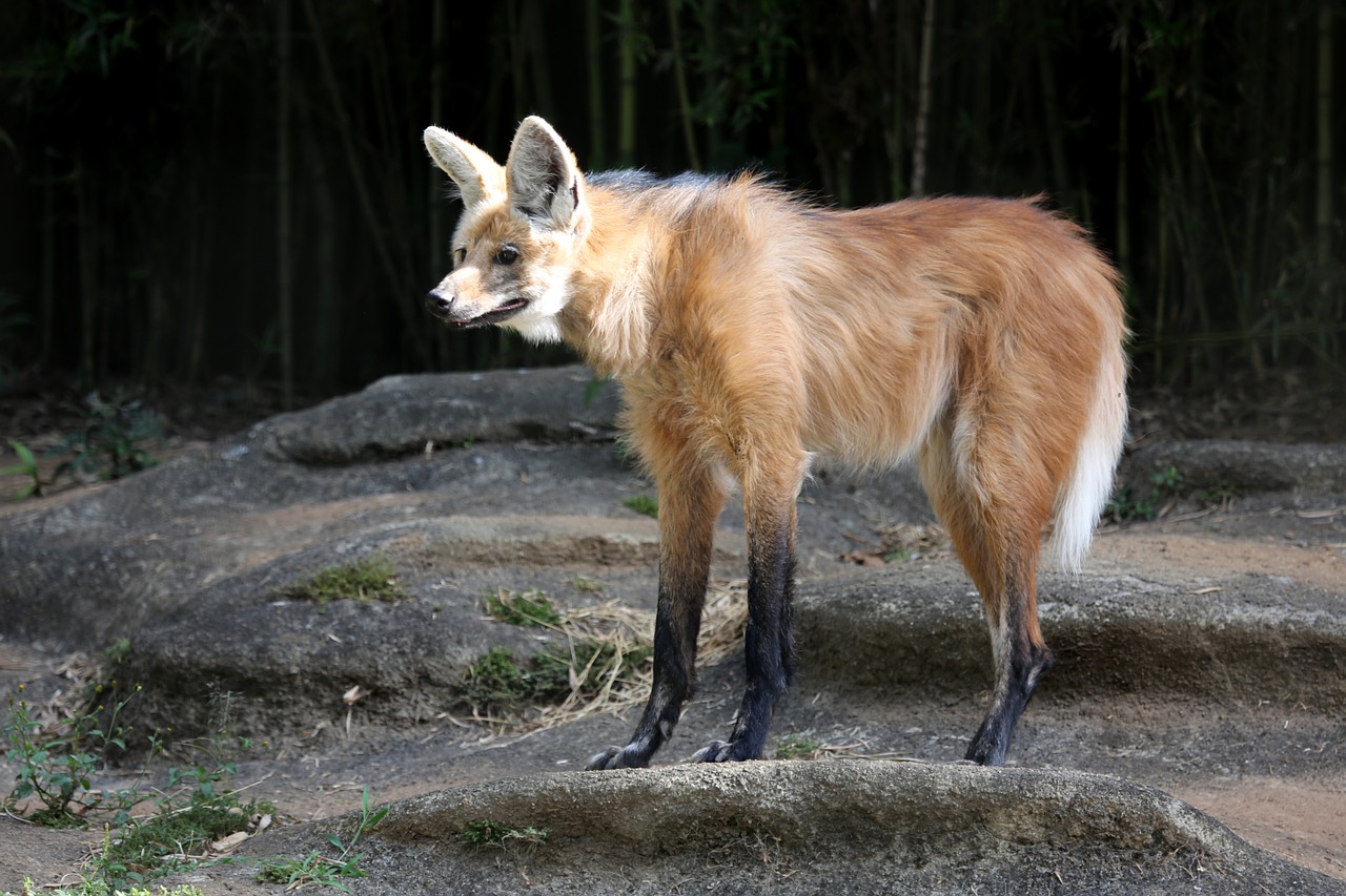 wolf guara wild zoo free photo