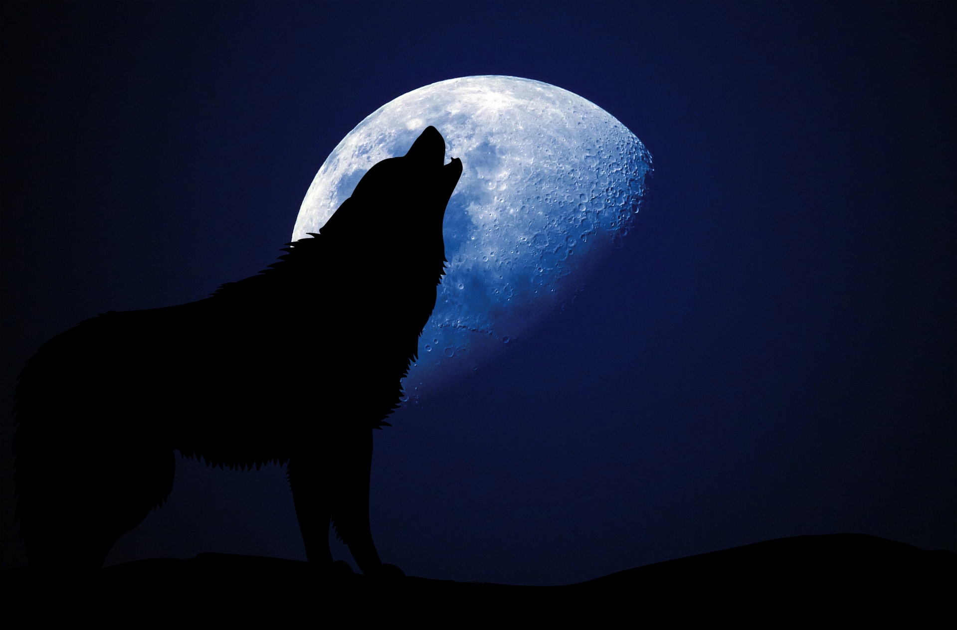 wolf howling moon free photo