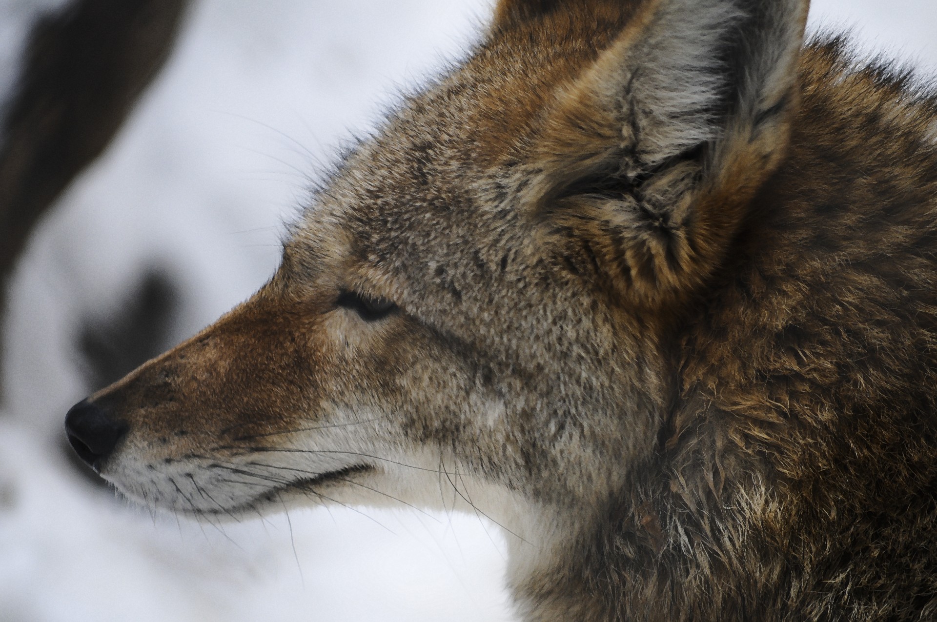 wolf animal snow free photo