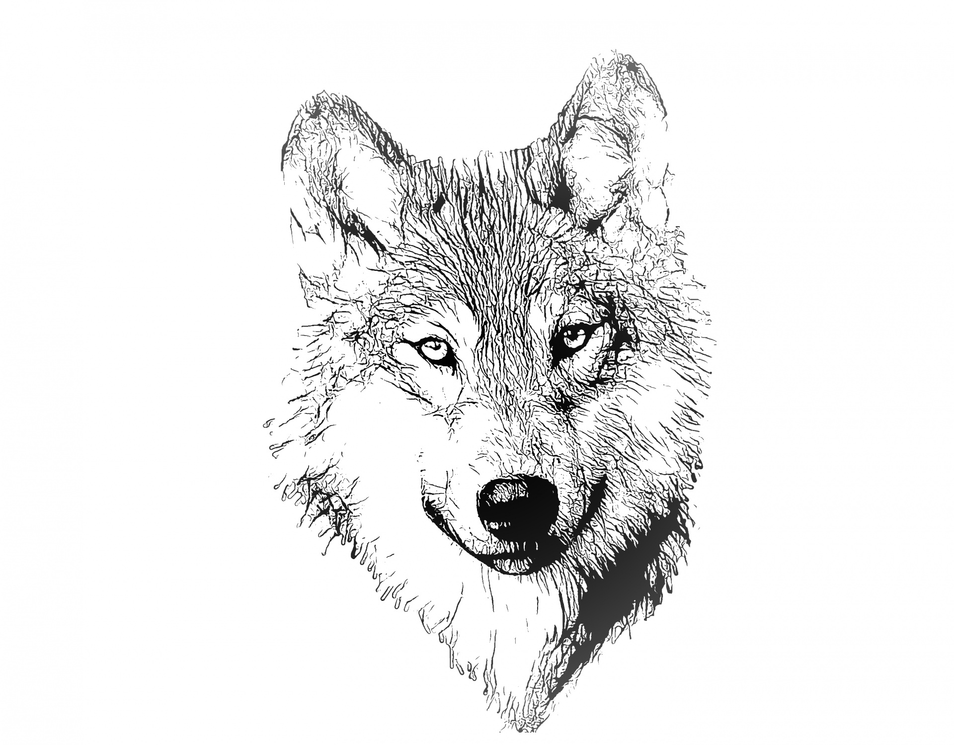 wolf portrait drawing free photo