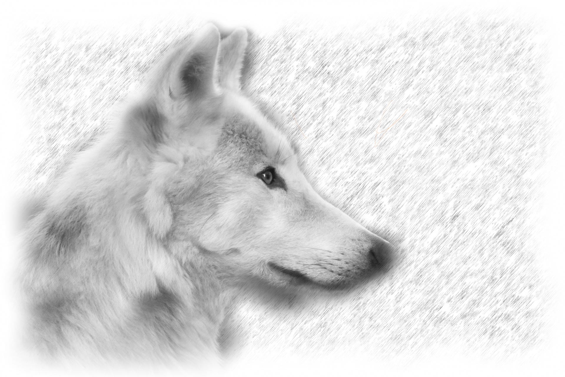 wolf portrait art free photo
