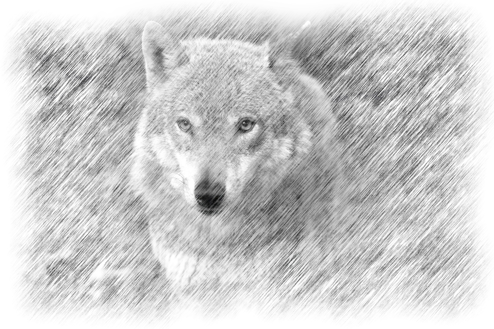 wolf portrait art free photo