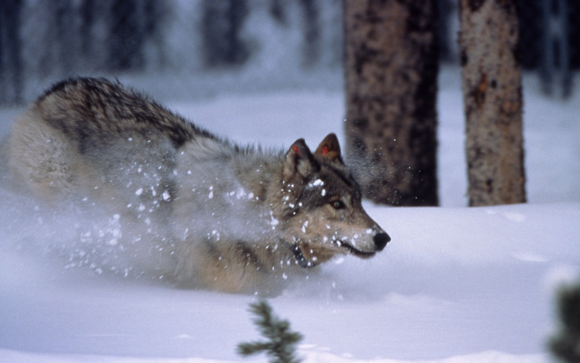wolf running snow free photo