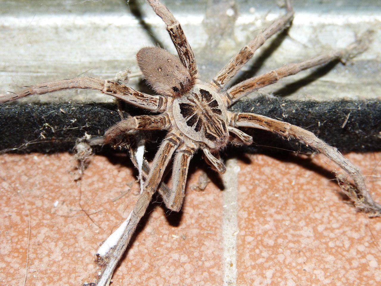 wolf spider arachnid pins free photo