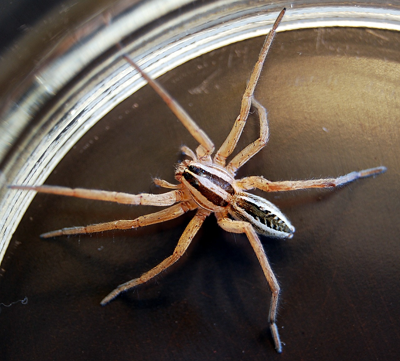 wolf spider spider arachnid free photo