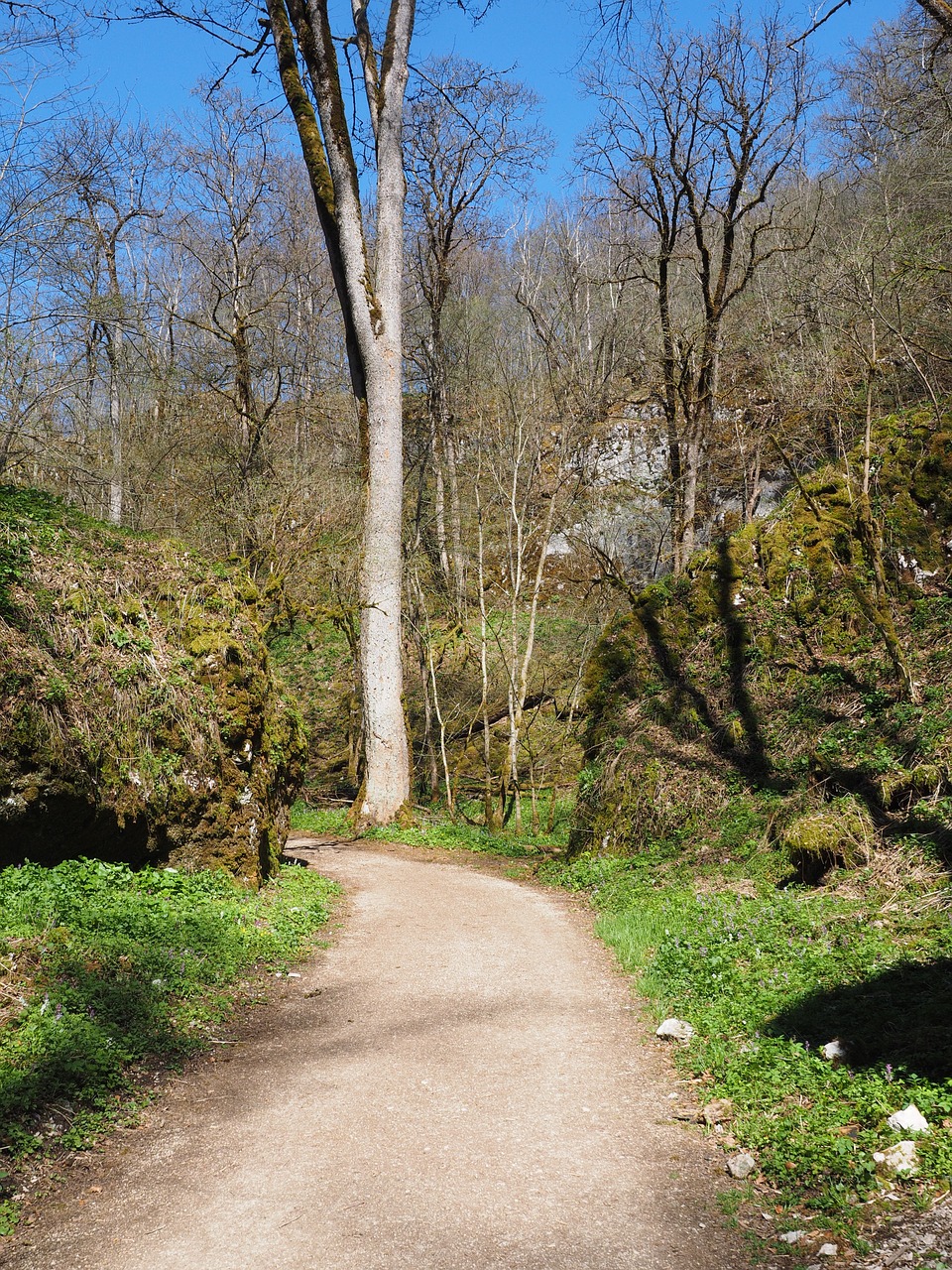 wolf valley hike away free photo