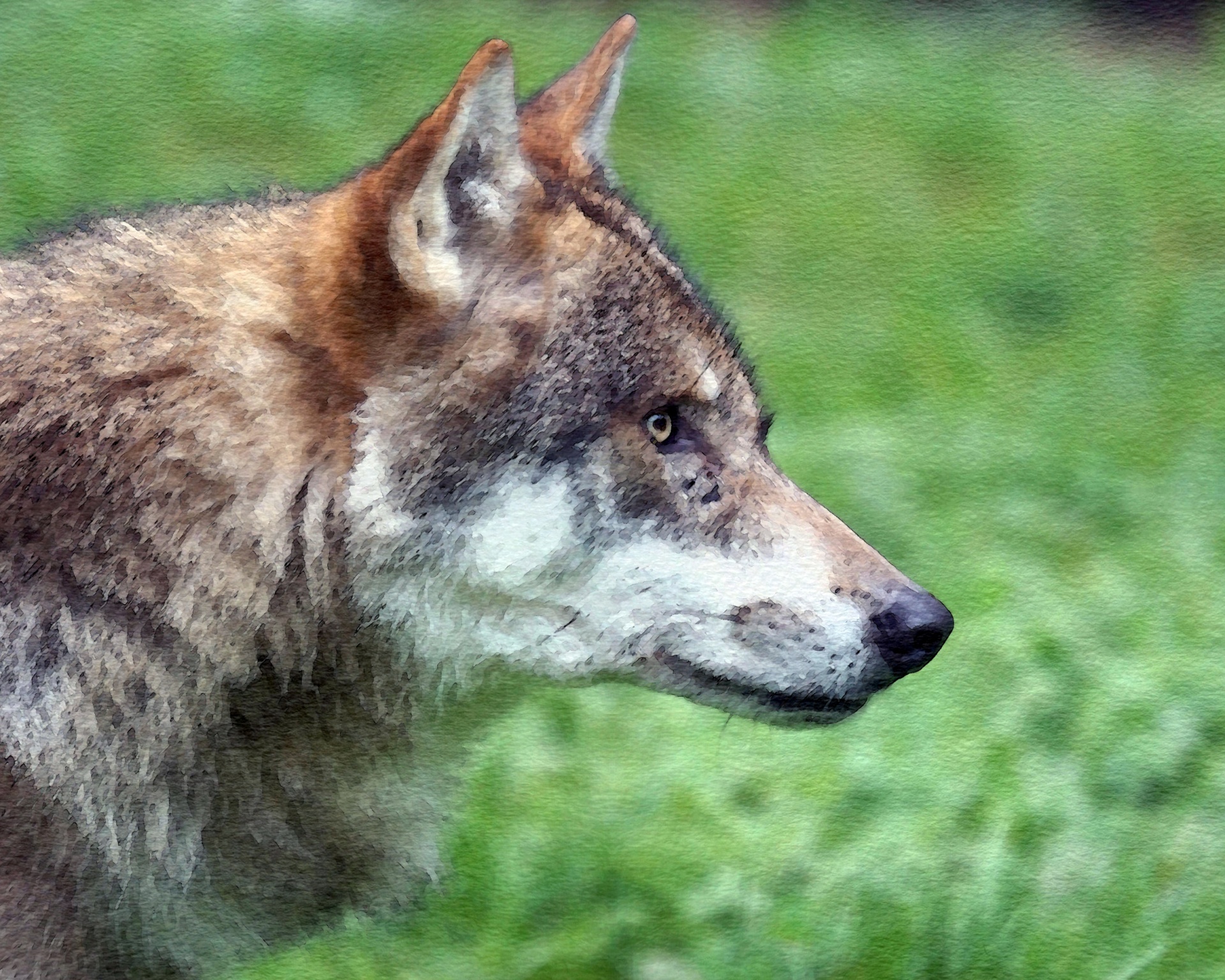 wolf watercolor watercolour free photo