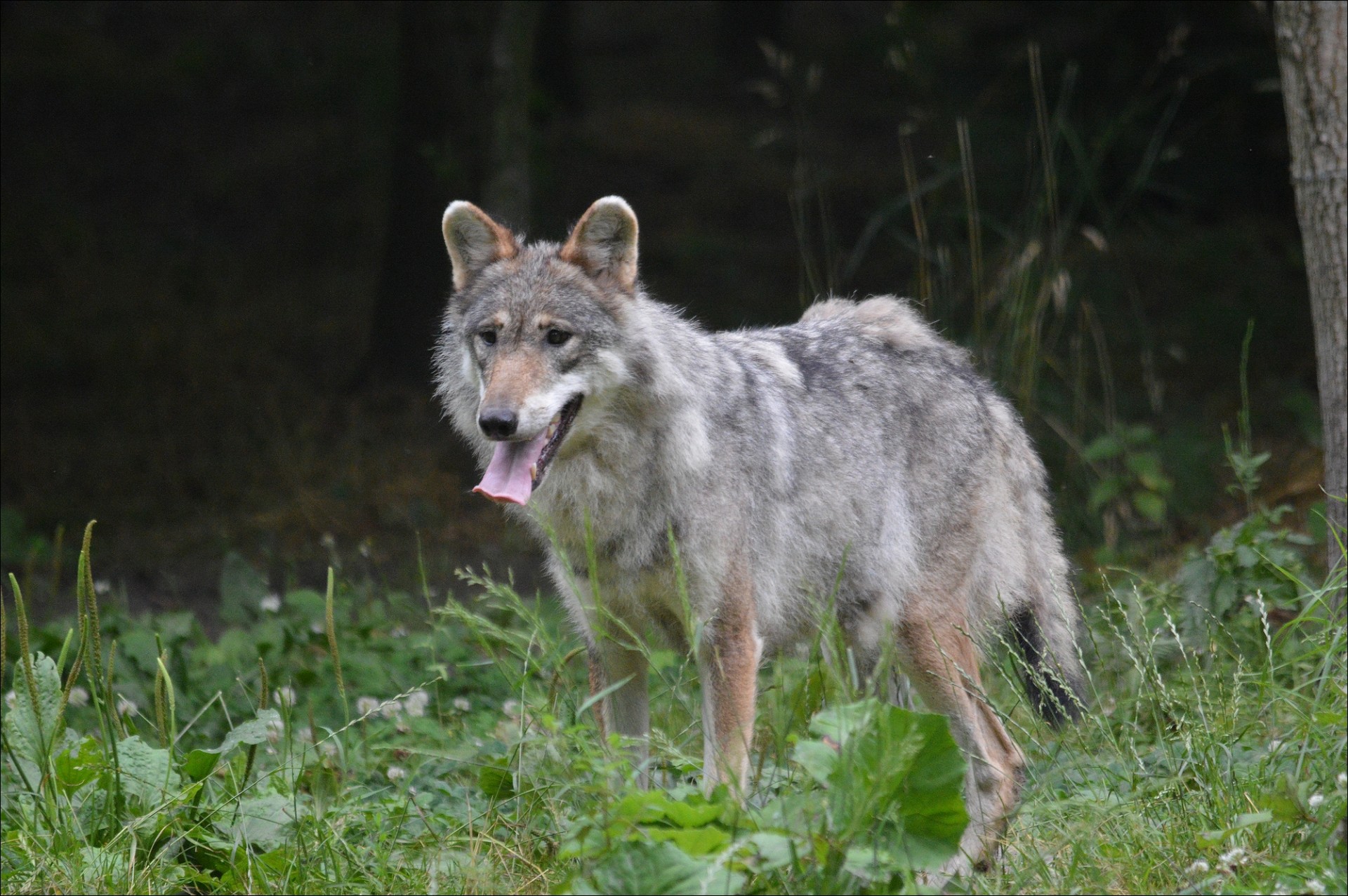 predator canine wolf free photo