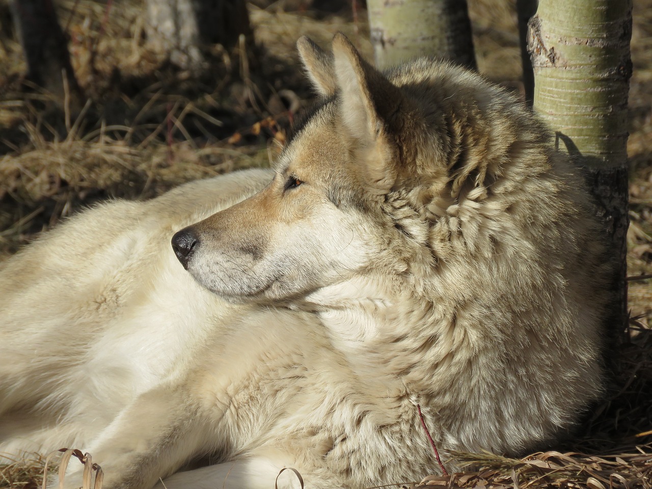 wolfdog wolf dog free photo