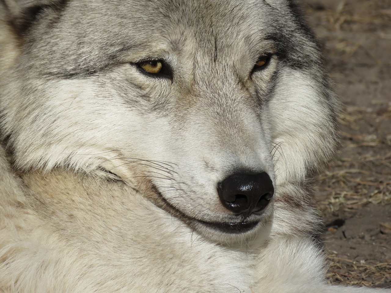 wolfdog wolf dog free photo