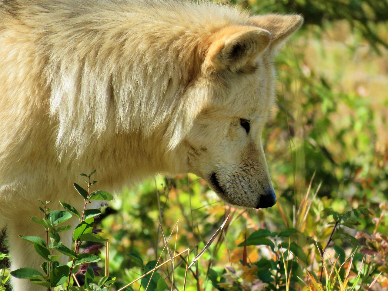 wolfdog wolf dog free photo