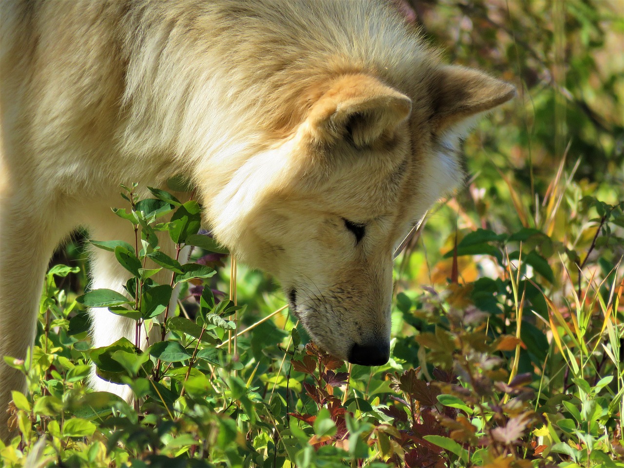 wolfdog wolf dog free photo