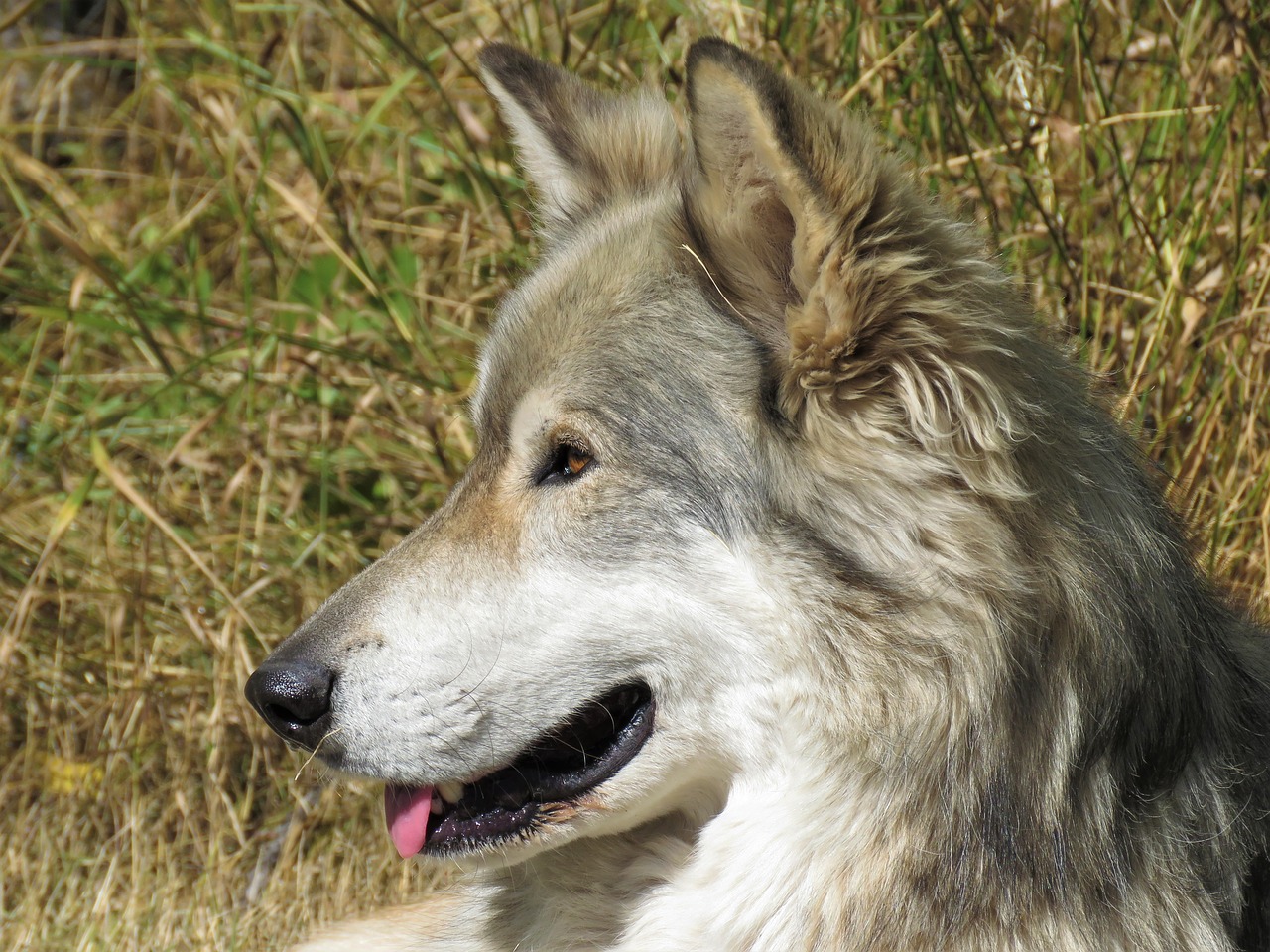 wolfdog wolf dog free photo