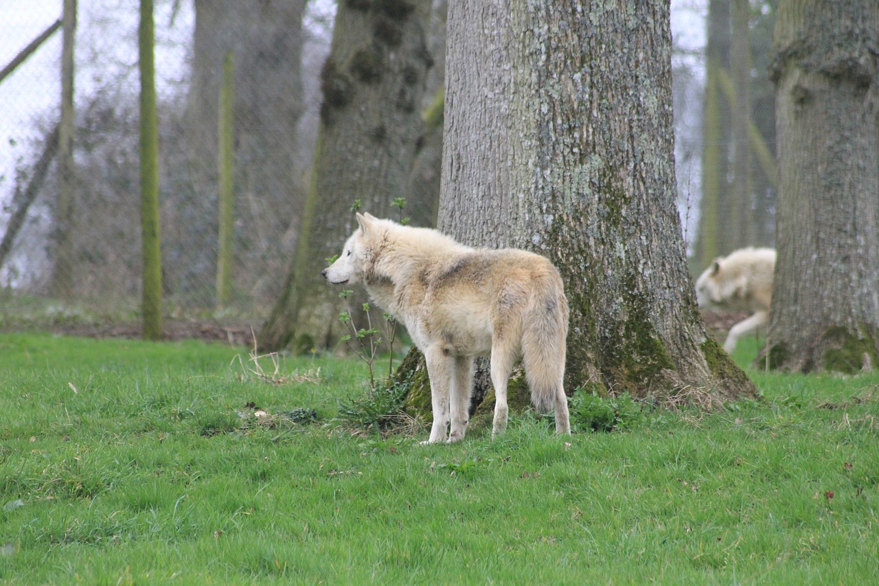 wolfs trees animals free photo