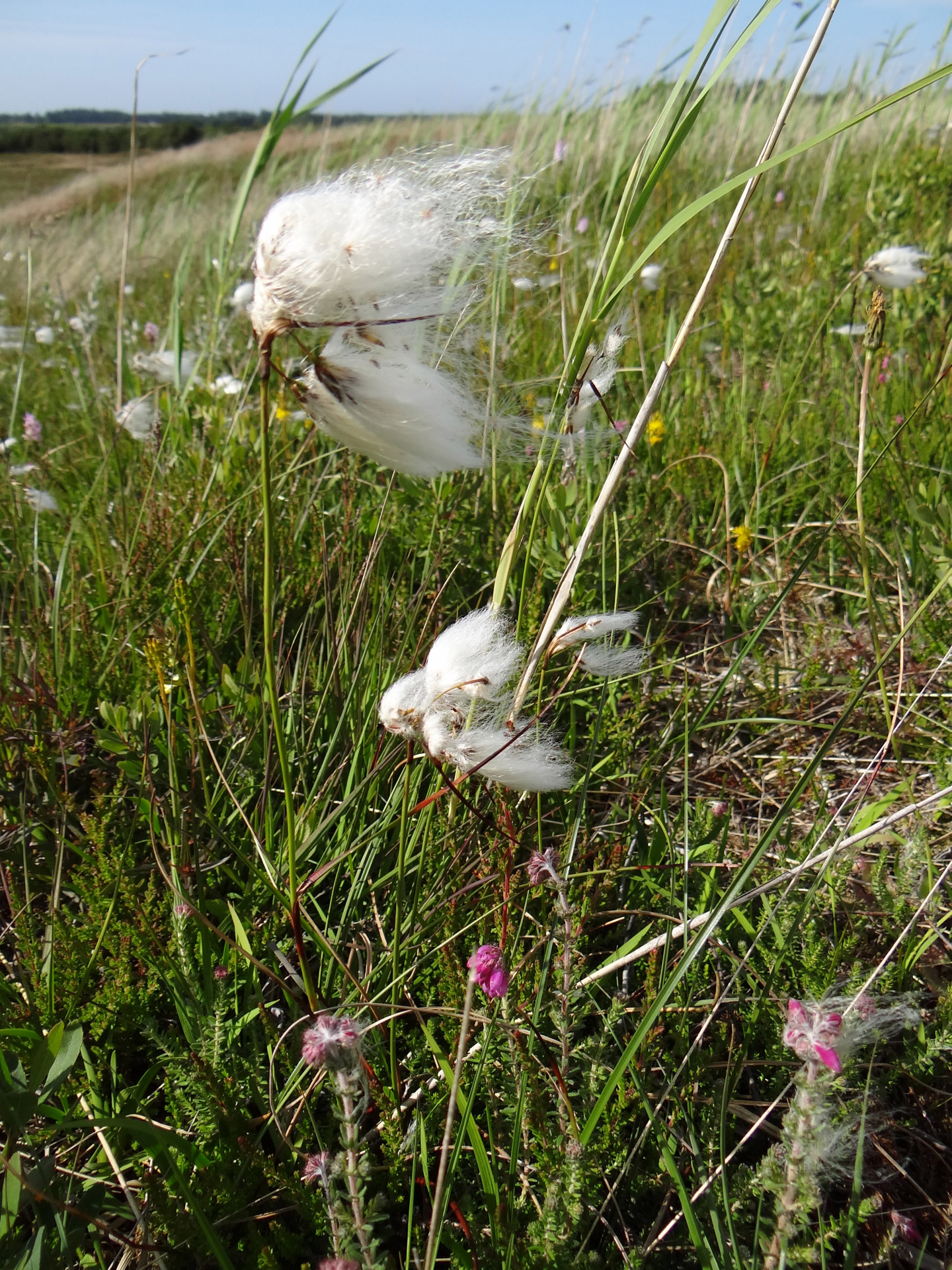 grasses cotton grass cotton grass free photo