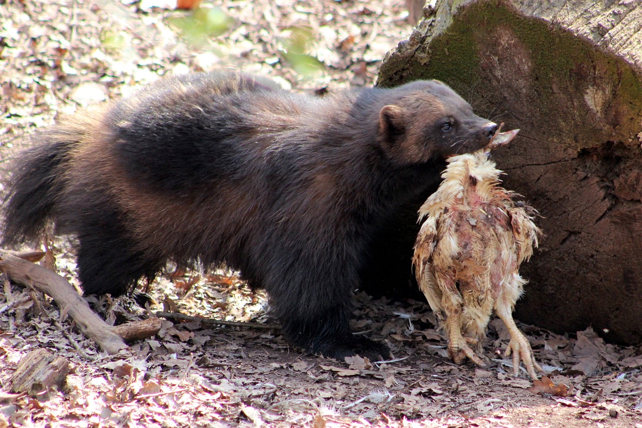 wolverine animal zoo free photo