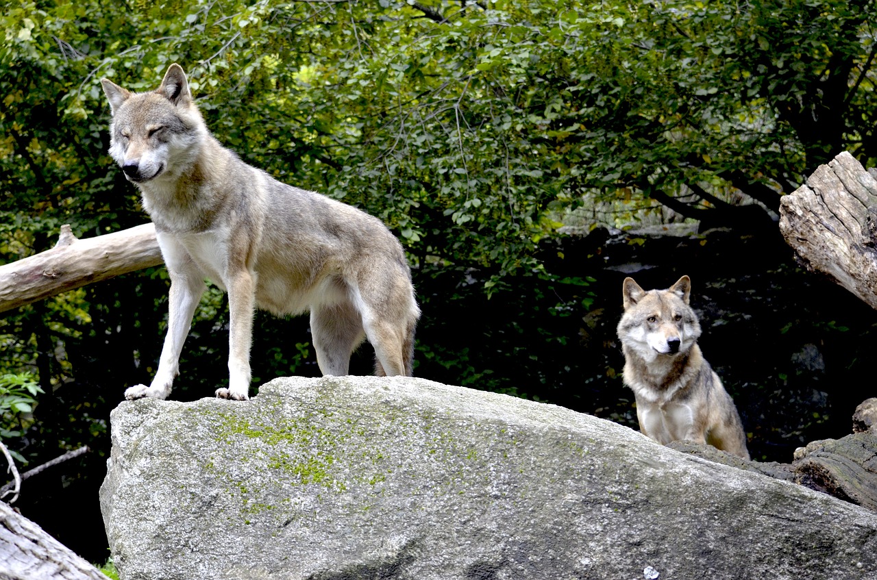 wolves pack wild animals free photo