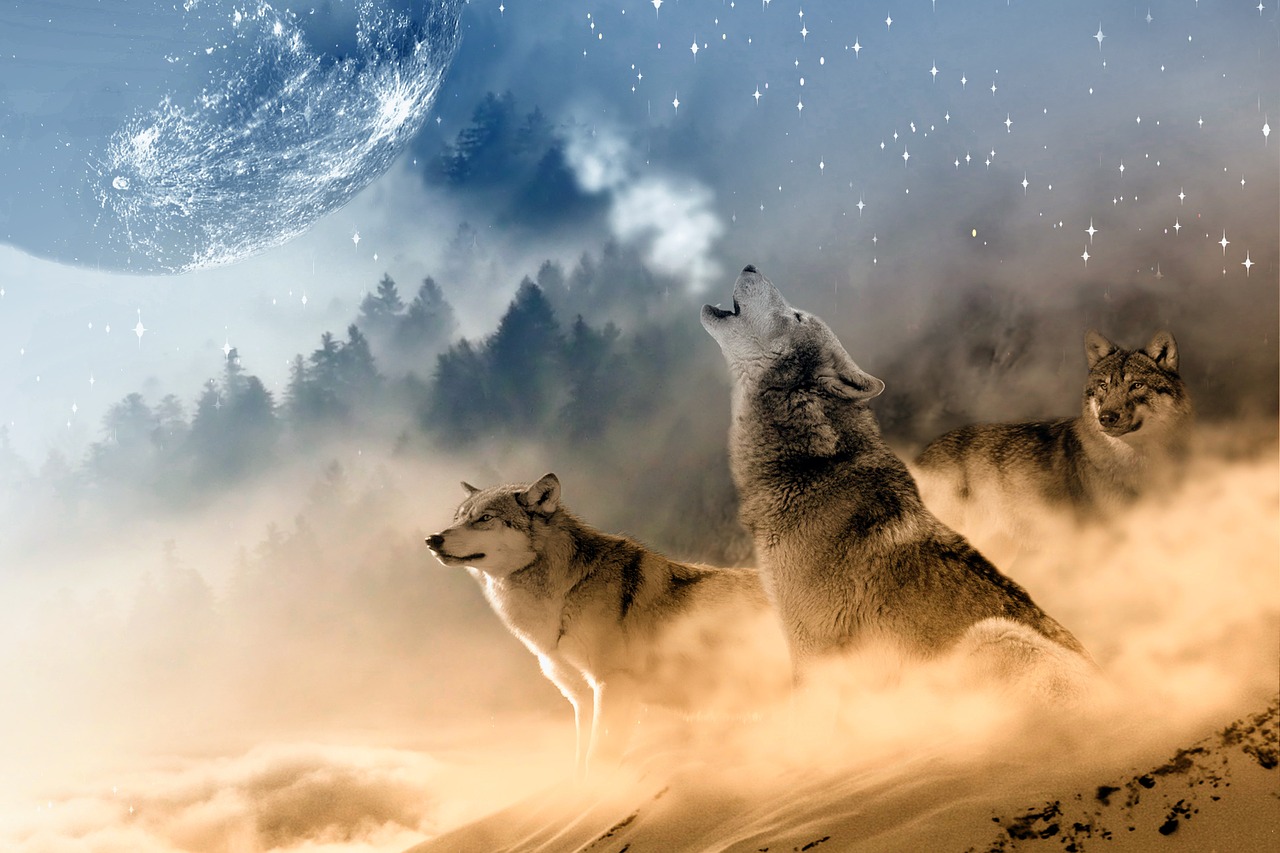 wolves wolf howling free photo