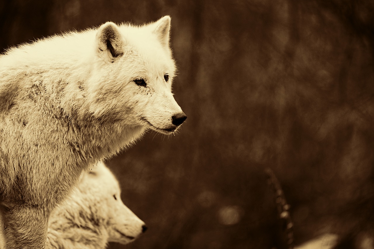 wolves predators mammals free photo