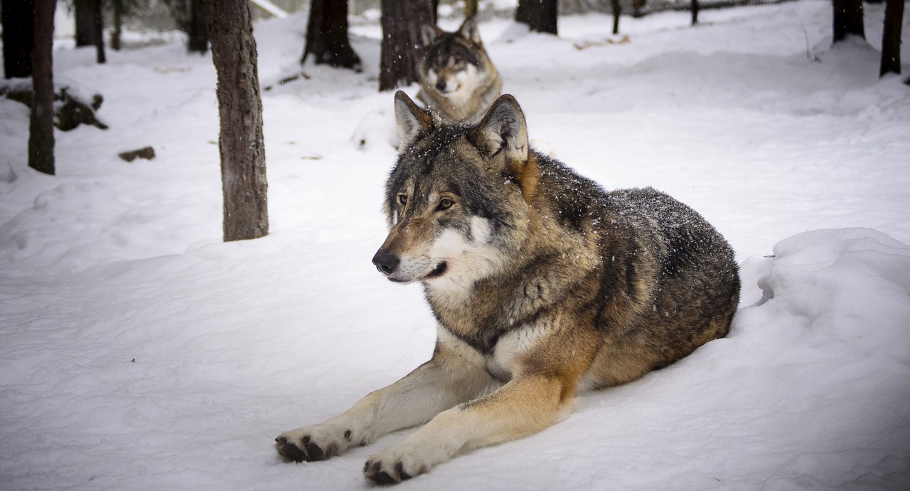 wolves snow predators free photo