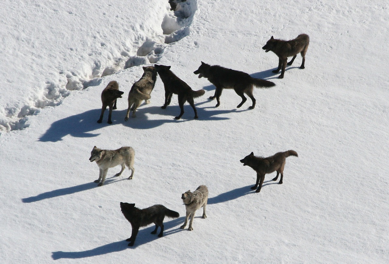 wolves wolf pack canis lupus free photo