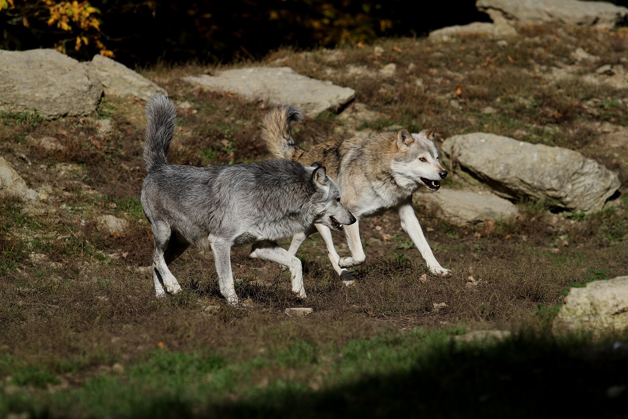 wolves timber wolves canada free photo