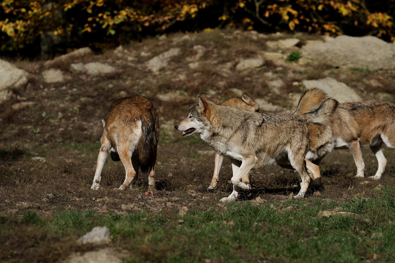 wolves pack predator free photo
